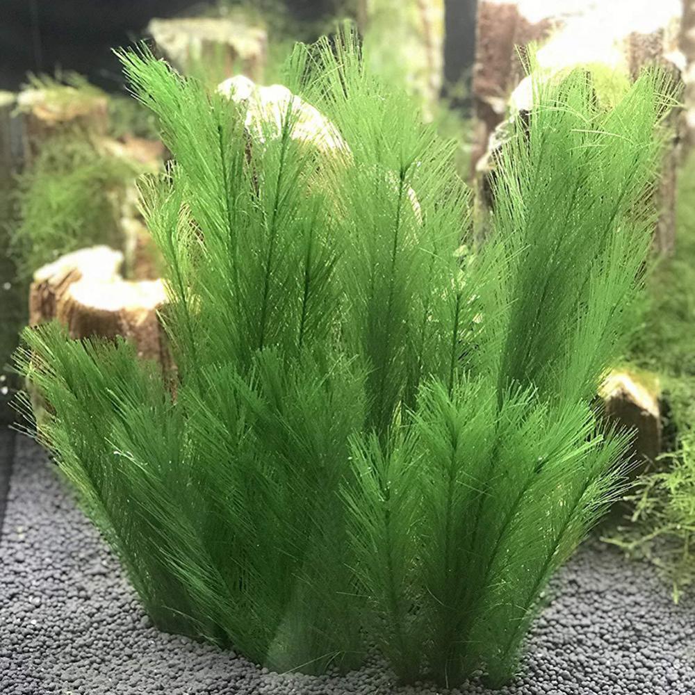 1/3Pcs 28/40cm Aquarium Fish T - Aquarium Plants Live recension och pris