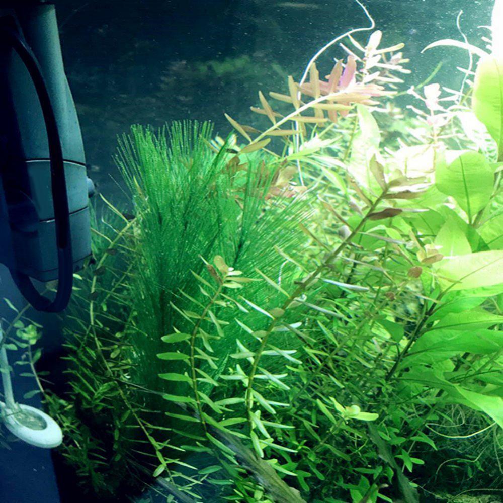 1/3Pcs 28/40cm Aquarium Fish T - Aquarium Plants Live recension och pris