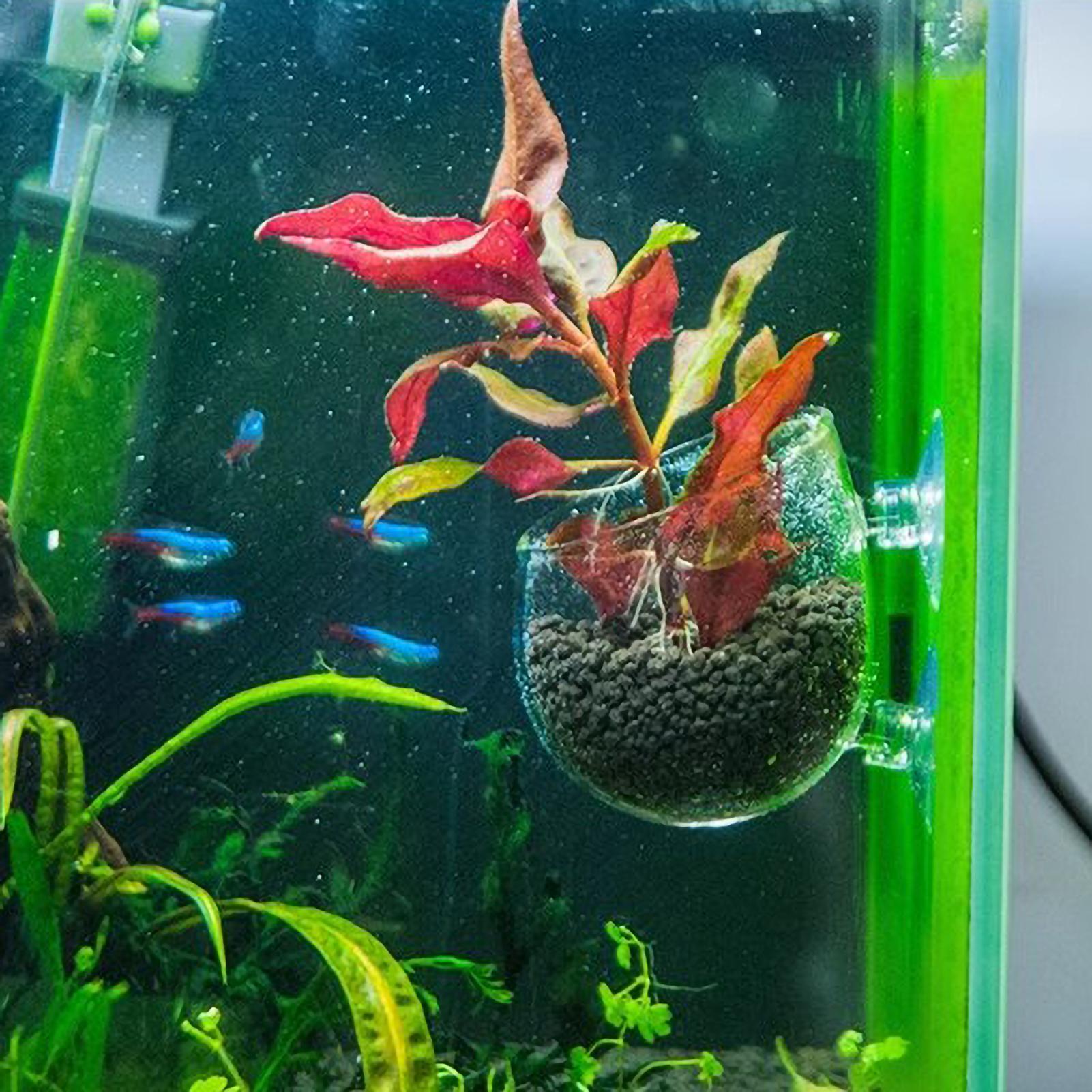 Aquarium Plant Holder Glass Aq - Aquarium Plants Live recension och pris