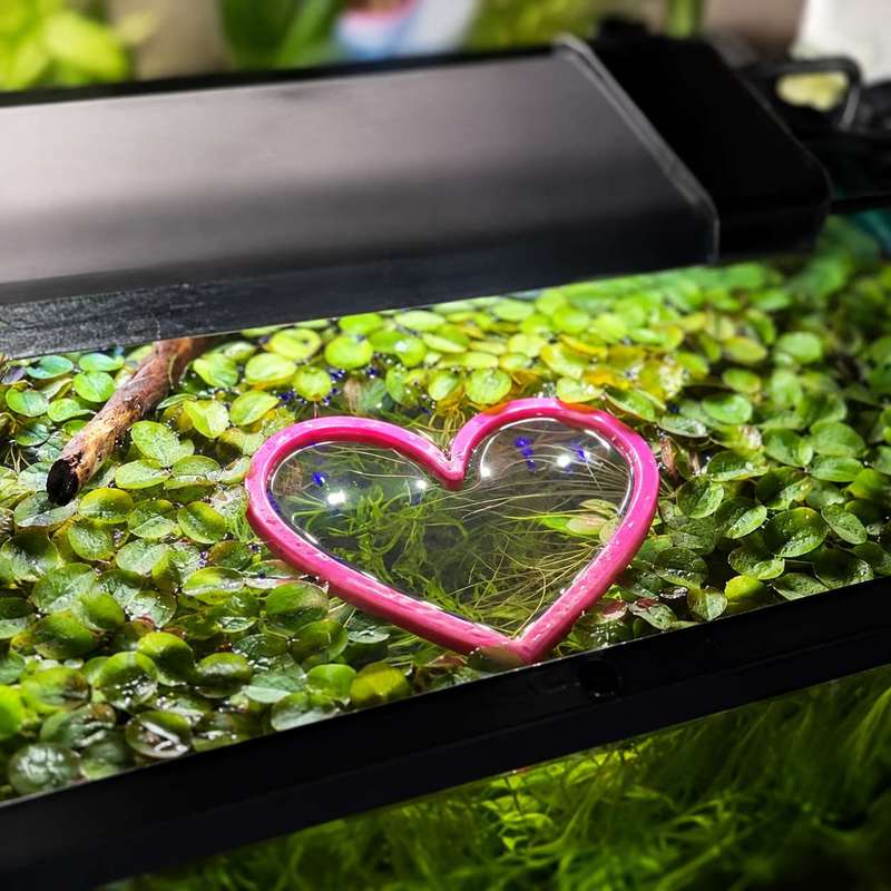 Heart Shaped Floating Fish Fee - Aquarium Fertilizer recension och pris