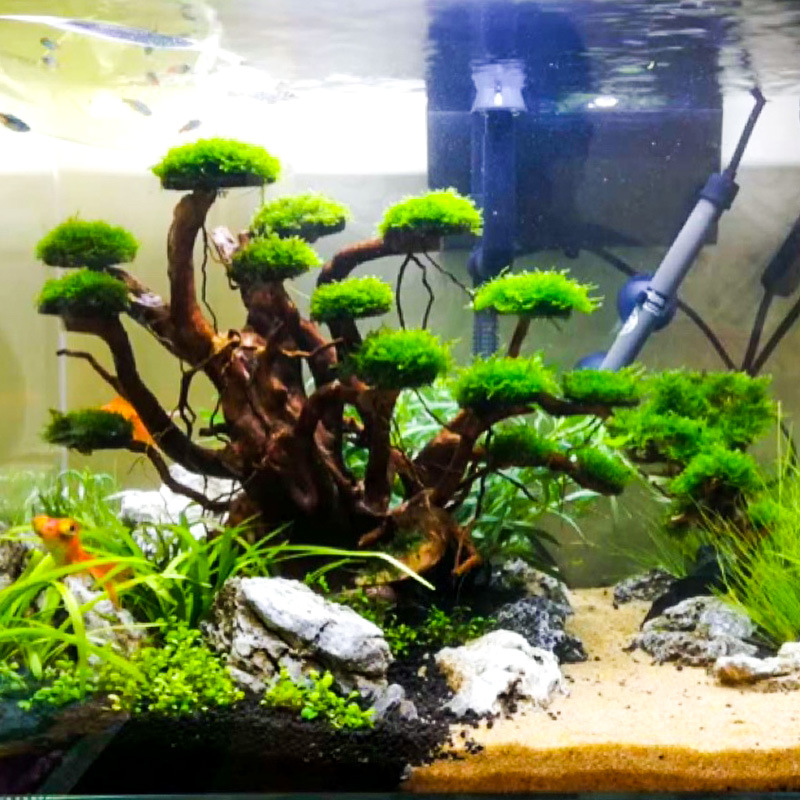 Aquarium Landscaping Moss Tree - Aquarium Plant Substrate recension och pris